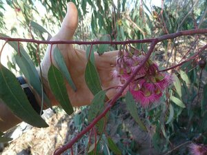 Eucalyptus sideroxylon Leaf